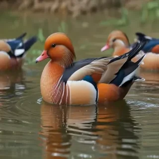 mandarin duck