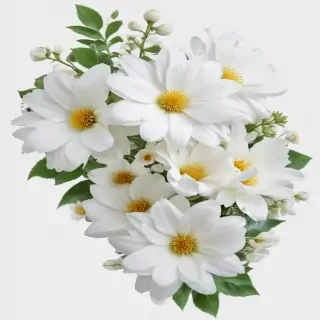 white flowers png transparent