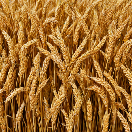 wheat png
