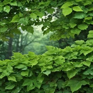 background leaves