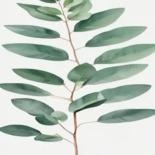 transparent eucalyptus clipart