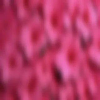 hot pink wallpaper for iphone