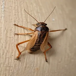 cricket insect