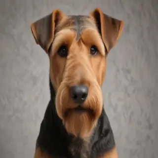 airedale terrier