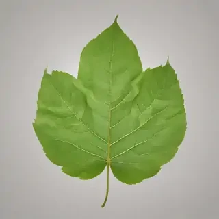 leaf png transparent