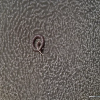 ring worm images