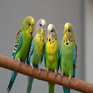 budgies