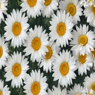 daisy background