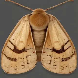 moth png