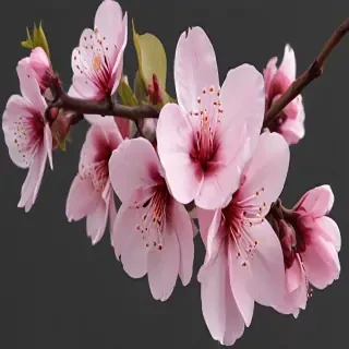blossom png