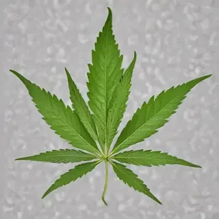 marijuana leaf transparent background