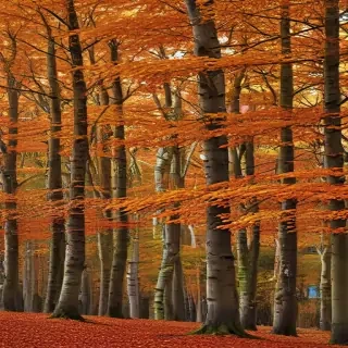 autumn wallpaper phone