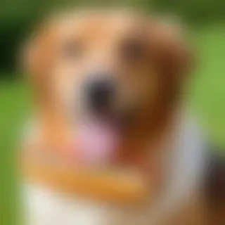 transparent hot dog