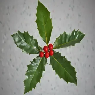 holly picture