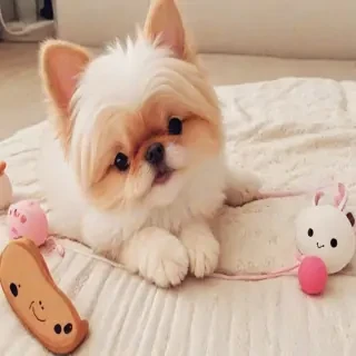 cute cartoon cute cartoon