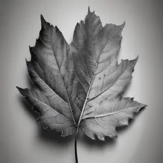 leaf in black and white