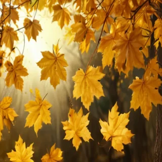 golden leaves background