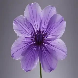 transparent purple flower