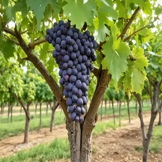grape tree