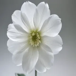 transparent white flower