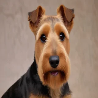 welsh terrier dog breed