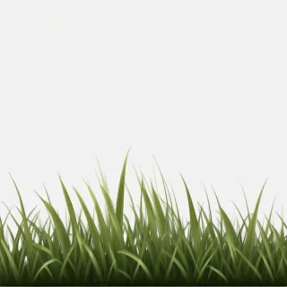 grass transparent background