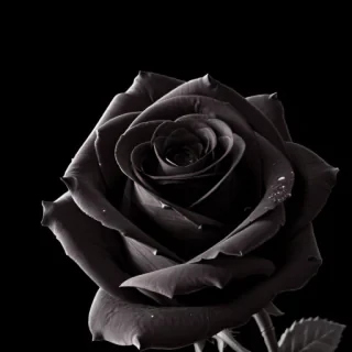 black rose wallpaper