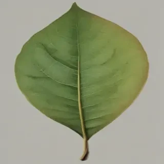 leaf png transparent