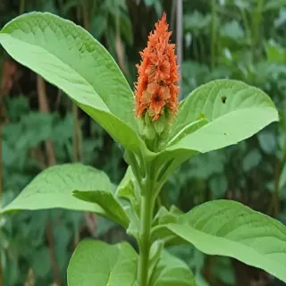 tobacco plant