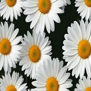 daisies png