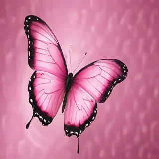 pink butterfly images