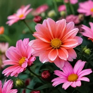 full screen flower wallpaper hd