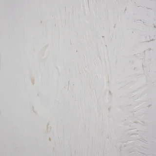 texture white wood