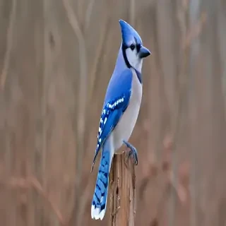 blue jay bird