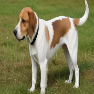 english foxhound