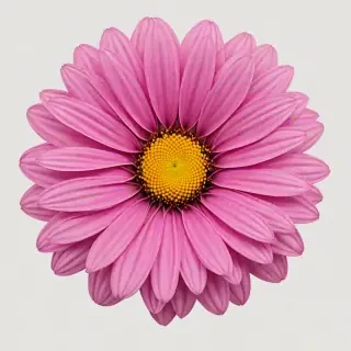 real flower png