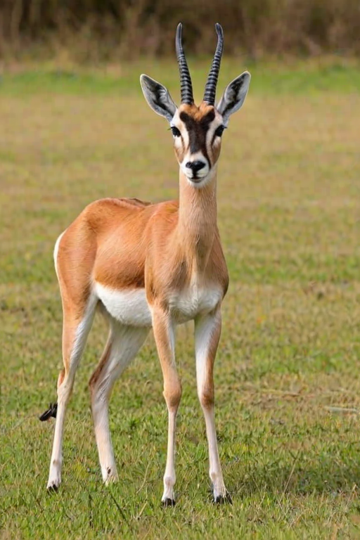 gazelle animal