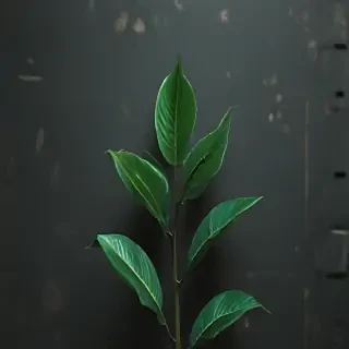 plant wallpaper iphone