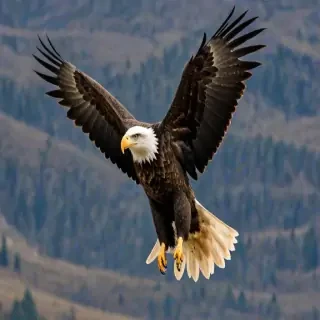 eagle background