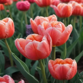 tulip iphone wallpaper