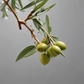 olive branch png