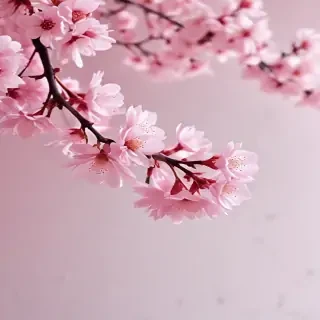cherry blossom background wallpaper