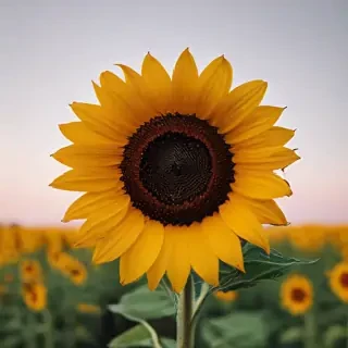 sunflower iphone background