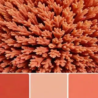 coral color