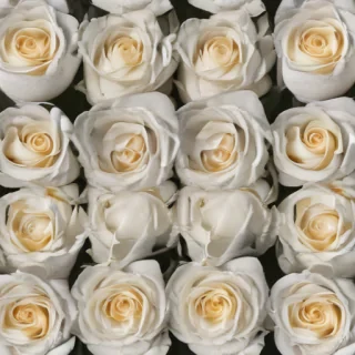 white roses png