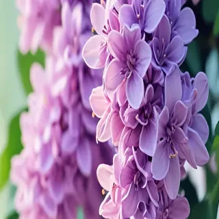 lilac iphone wallpaper