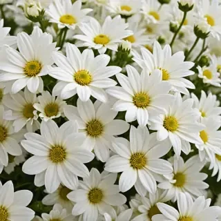 white flowers wallpaper iphone