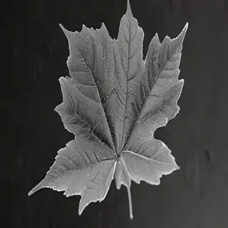 leaf images black and white