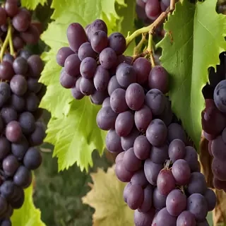 grapes png