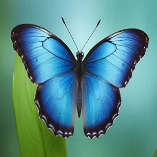 blue butterfly